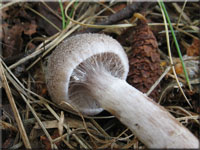 Weiflockiger Grtelfu - Cortinarius hemitrichus