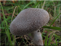 Weiflockiger Grtelfu - Cortinarius hemitrichus