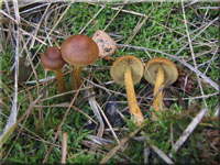 Braunhütiger Sumpf-Hautkopf - Cortinarius huronensis