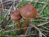 Braunhütiger Sumpf-Hautkopf - Cortinarius huronensis