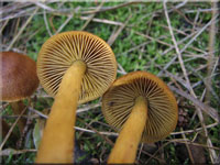 Braunhütiger Sumpf-Hautkopf - Cortinarius huronensis