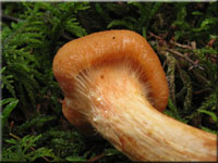 Löwengelber Raukopf - Cortinarius limonius 