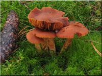 Löwengelber Raukopf - Cortinarius limonius 