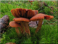 Löwengelber Raukopf - Cortinarius limonius 