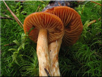 Löwengelber Raukopf - Cortinarius limonius 