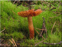 Lwengelber Raukopf - Cortinarius limonius 