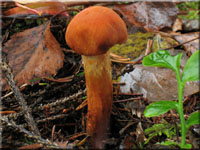 Lwengelber Raukopf - Cortinarius limonius 