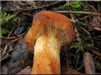 Lwengelber Raukopf - Cortinarius limonius 