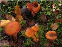 Löwengelber Raukopf - Cortinarius limonius 