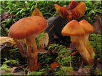 Löwengelber Raukopf - Cortinarius limonius 