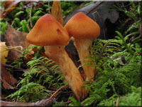 Löwengelber Raukopf - Cortinarius limonius 