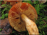 Löwengelber Raukopf - Cortinarius limonius 