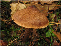 Braunschuppiger Grtelfu - Cortinarius pholideus
