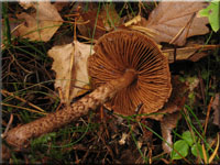 Braunschuppiger Grtelfu - Cortinarius pholideus
