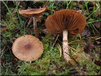 Braunschuppiger Gürtelfuß - Cortinarius pholideus