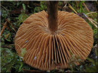Braunschuppiger Grtelfu - Cortinarius pholideus