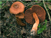 Spitzgebuckelter Raufuß - Cortinarius rubellus 