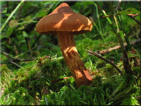 Spitzgebuckelter Raukopf - Cortinarius rubellus 