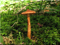 Spitzgebuckelter Raukopf - Cortinarius rubellus 