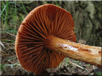 Spitzgebuckelter Raukopf - Cortinarius rubellus 