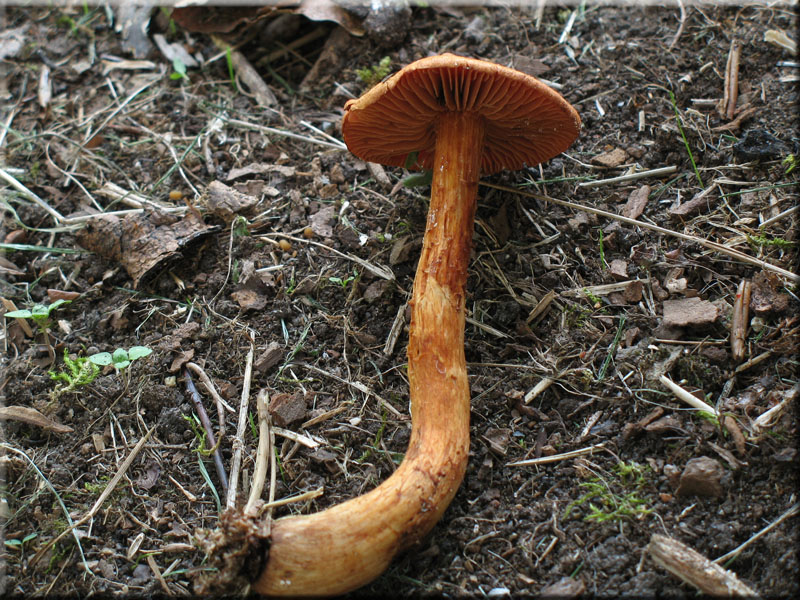 Spitzgebuckelter Raukopf - Cortinarius rubellus 