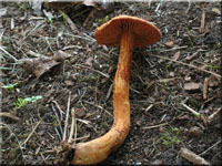 Spitzgebuckelter Raukopf - Cortinarius rubellus 