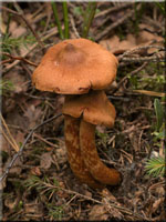 Spitzgebuckelter Raukopf - Cortinarius rubellus 