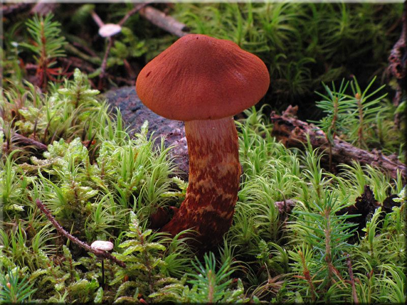 Spitzgebuckelter Raukopf - Cortinarius rubellus 