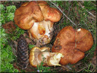 Gilbender Raukopf - Cortinarius rubicundulus 