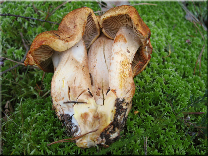 Gilbender Raukopf - Cortinarius rubicundulus