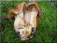 Gilbender Raukopf - Cortinarius rubicundulus 