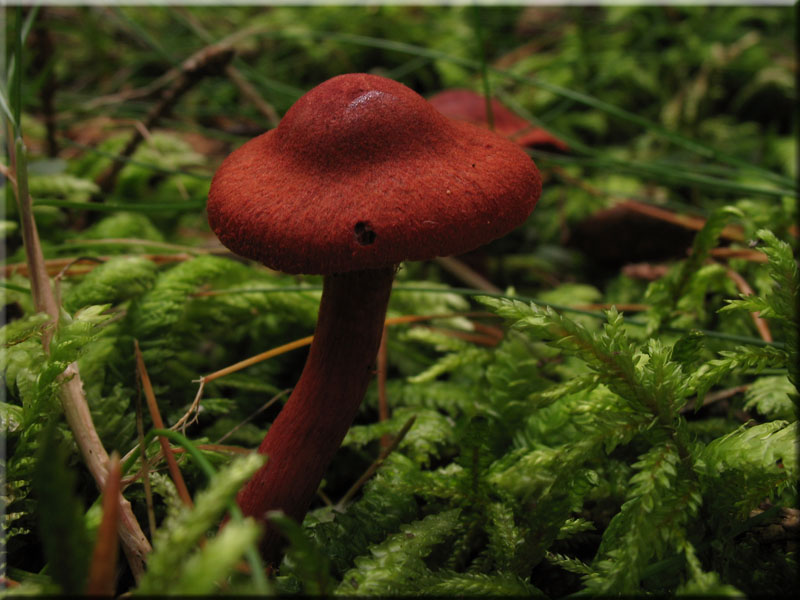 Blutroter Hautkopf - Cortinarius sanguineus