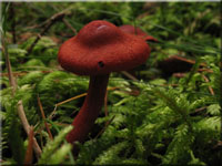 Blutroter Hautkopf - Cortinarius sanguineus