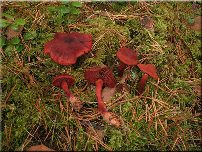 Blutroter Hautkopf - Cortinarius sanguineus
