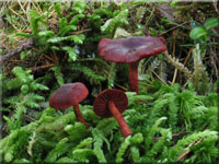 Blutroter Hautkopf - Cortinarius sanguineus