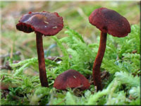Blutroter Hautkopf - Cortinarius sanguineus