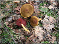 Blutblttriger Hautkopf - Cortinarius semisanguineus