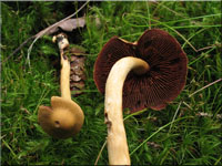 Blutblttriger Hautkopf - Cortinarius semisanguineus