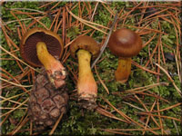 Blutblttriger Hautkopf - Cortinarius semisanguineus