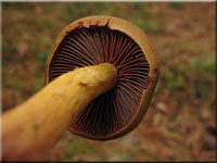 Blutblttriger Hautkopf - Cortinarius semisanguineus