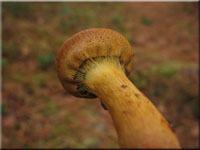 Blutblttriger Hautkopf - Cortinarius semisanguineus