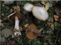 Safranfleischiger Dickfu - Cortinarius traganus