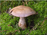 Safranfleischiger Dickfu - Cortinarius traganus