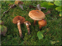 Natternstieliger Schleimfu - Cortinarius trivialis