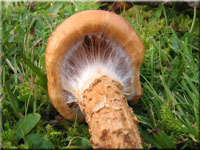 Natternstieliger Schleimfu - Cortinarius trivialis