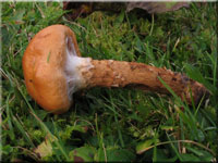 Natternstieliger Schleimfu - Cortinarius trivialis