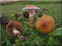Natternstieliger Schleimfu - Cortinarius trivialis