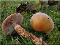 Natternstieliger Schleimfu - Cortinarius trivialis
