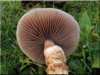 Natternstieliger Schleimfu - Cortinarius trivialis