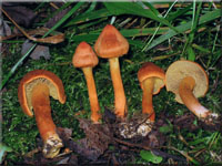 Kupferroter Moor-Hautkopf - Cortinarius uliginosus